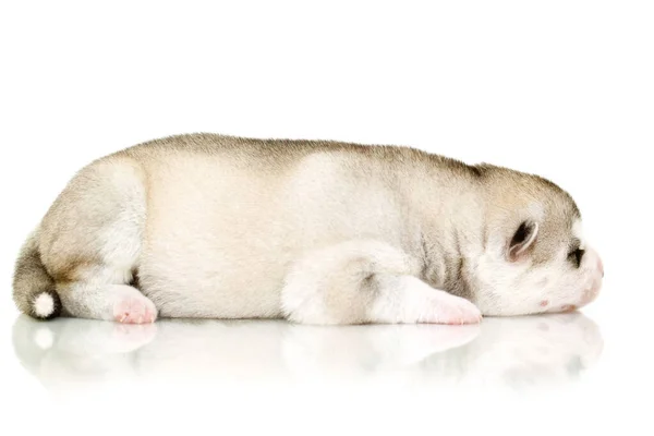 Schattige Siberische Husky Puppy Witte Achtergrond — Stockfoto