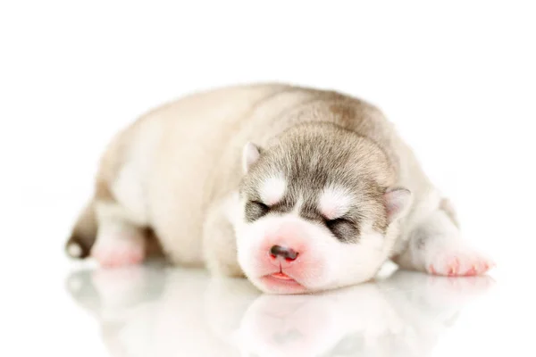 Schattige Siberische Husky Puppy Witte Achtergrond — Stockfoto