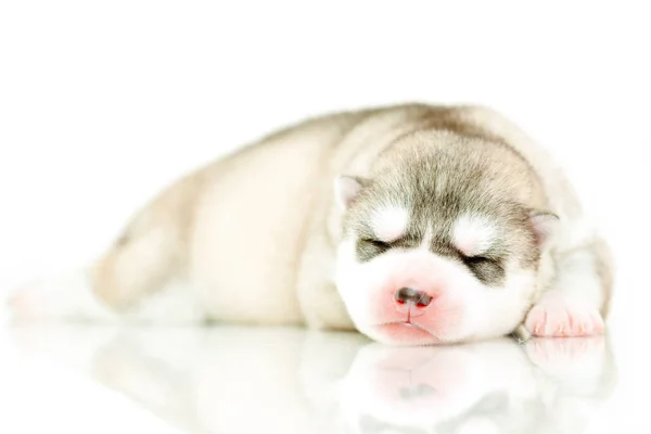 Anjing Husky Siberia Yang Manis Dengan Latar Belakang Putih — Stok Foto