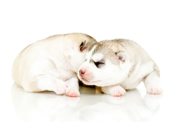 Schattige Siberische Husky Pups Witte Achtergrond — Stockfoto