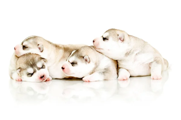 Rozkošná Sibiřská Husky Štěňátka Bílém Pozadí — Stock fotografie