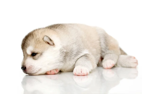 Adorable Siberian Husky Puppy White Background — Stock Photo, Image