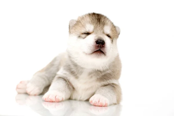 Adorable Siberian Husky Puppy White Background — Stock Photo, Image