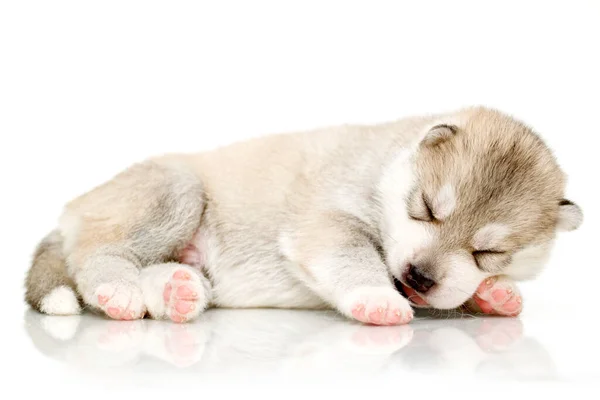 Adorable Chiot Husky Sibérien Sur Fond Blanc — Photo