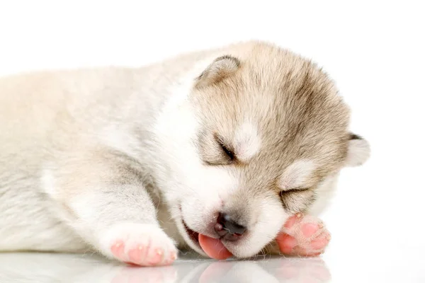 Adorable Siberian Husky Puppy White Background — Stock Photo, Image