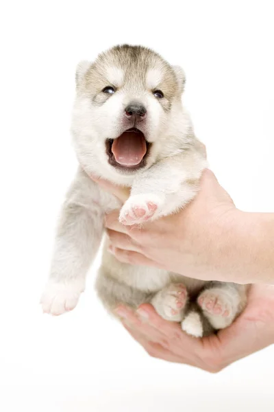 可敬的西伯利亚哈士奇犬 手握白色背景的小狗 — 图库照片