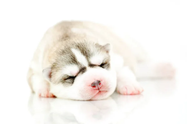 Adorable Cachorro Husky Siberiano Sobre Fondo Blanco — Foto de Stock