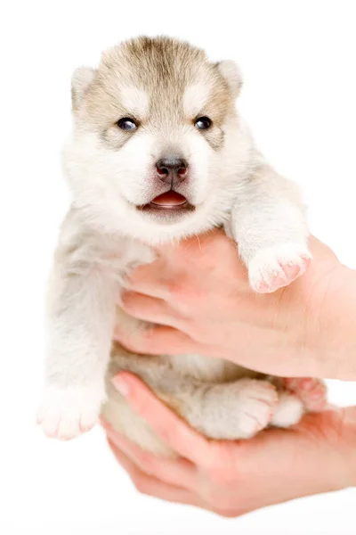 Adorável Siberian Husky Filhote Cachorro Mãos Sobre Fundo Branco — Fotografia de Stock