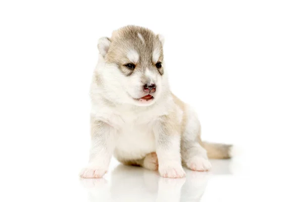 Adorável Siberian Husky Filhote Cachorro Fundo Branco — Fotografia de Stock