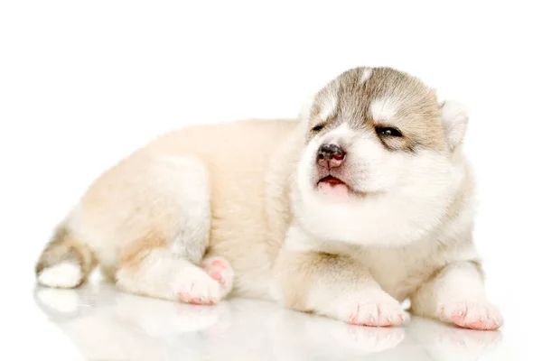 Adorable Siberian Husky Puppy White Background — Stock Photo, Image