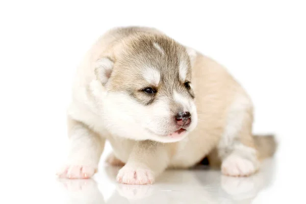 Adorable Cachorro Husky Siberiano Sobre Fondo Blanco —  Fotos de Stock