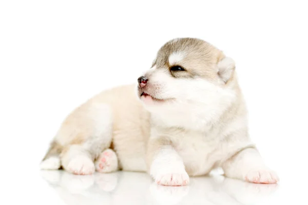 Adorable Siberian Husky Puppy White Background — Stock Photo, Image