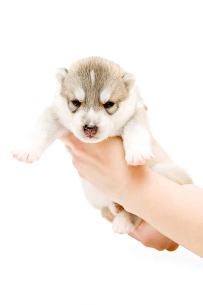 Schattige Siberische Husky Puppy Handen Witte Achtergrond — Stockfoto