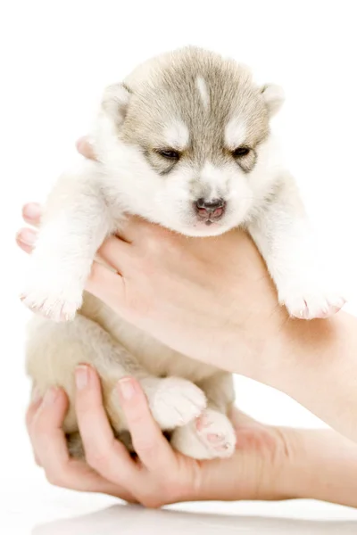 Adorable Cachorro Husky Siberiano Manos Sobre Fondo Blanco —  Fotos de Stock