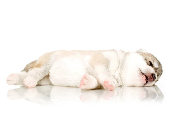 Adorable Cachorro Husky Siberiano Sobre Fondo Blanco — Foto de Stock