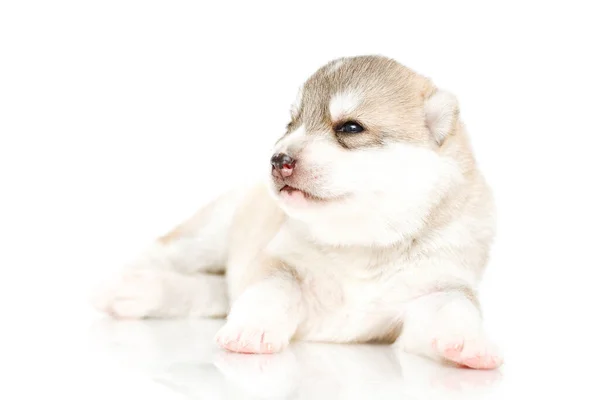 Adorable Cachorro Husky Siberiano Sobre Fondo Blanco —  Fotos de Stock