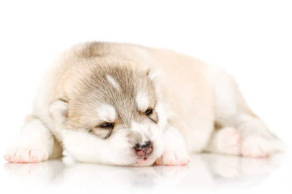 Schattige Siberische Husky Puppy Witte Achtergrond — Stockfoto