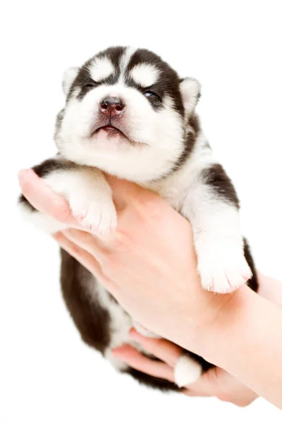 Adorabil Siberian Husky Catelus Mâini Fundal Alb — Fotografie, imagine de stoc