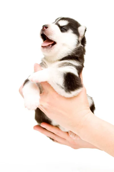 Adorable Cachorro Husky Siberiano Manos Sobre Fondo Blanco — Foto de Stock