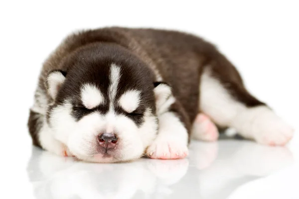 Adorable Chiot Husky Sibérien Sur Fond Blanc — Photo