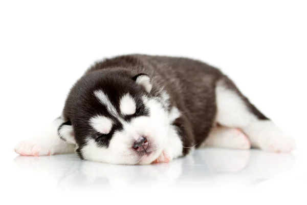 Adorable Cachorro Husky Siberiano Sobre Fondo Blanco —  Fotos de Stock