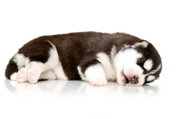 Adorable Cachorro Husky Siberiano Sobre Fondo Blanco — Foto de Stock