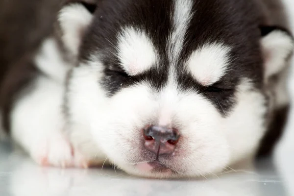 Schattige Siberische Husky Puppy Witte Achtergrond — Stockfoto