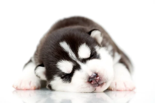 Anjing Husky Siberia Yang Manis Dengan Latar Belakang Putih — Stok Foto