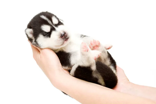 Adorável Siberian Husky Filhote Cachorro Mãos Sobre Fundo Branco — Fotografia de Stock