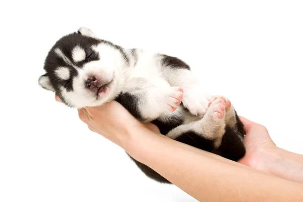 Schattige Siberische Husky Puppy Handen Witte Achtergrond — Stockfoto