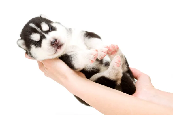 Adorable Chiot Husky Sibérien Dans Les Mains Sur Fond Blanc — Photo