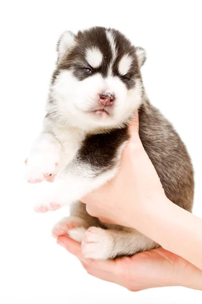 Adorabil Siberian Husky Catelus Mâini Fundal Alb — Fotografie, imagine de stoc