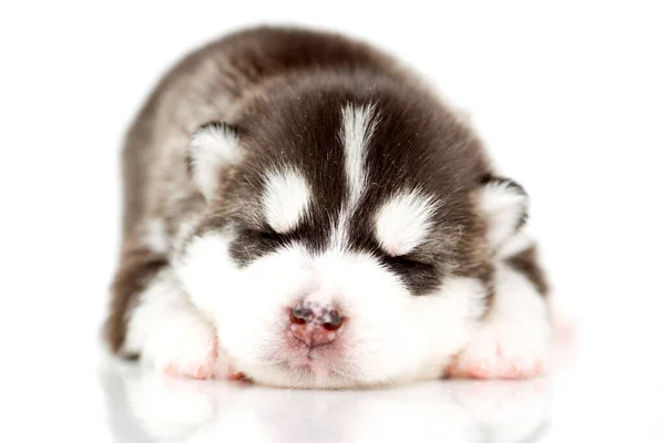 Adorável Siberian Husky Filhote Cachorro Fundo Branco — Fotografia de Stock