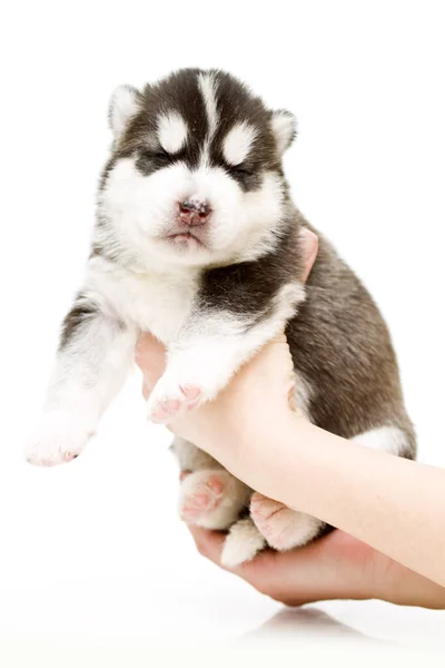 Schattige Siberische Husky Puppy Handen Witte Achtergrond — Stockfoto