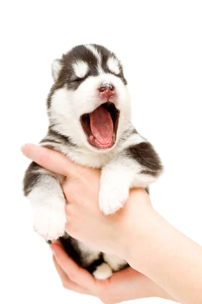 Schattige Siberische Husky Puppy Handen Witte Achtergrond — Stockfoto