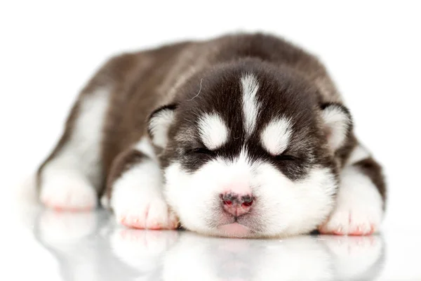 Adorable Siberian Husky Puppy White Background — Stock Photo, Image