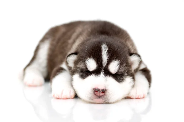 Adorable Cachorro Husky Siberiano Sobre Fondo Blanco — Foto de Stock