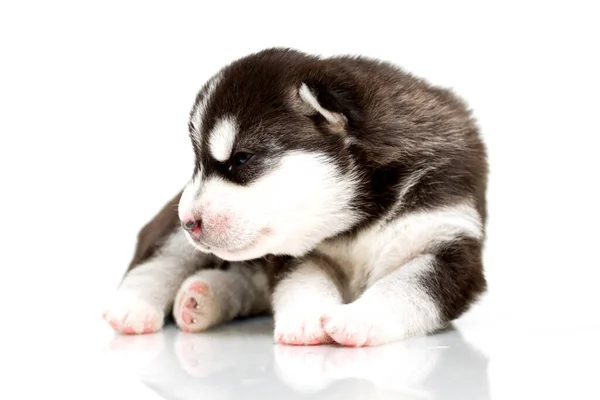 Adorabil Siberian Husky Catelus Fundal Alb — Fotografie, imagine de stoc