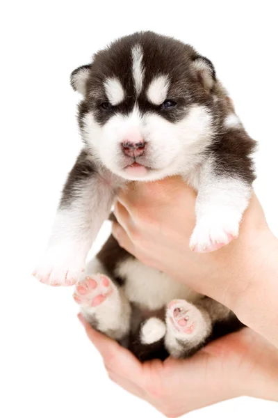 Adorável Siberian Husky Filhote Cachorro Mãos Sobre Fundo Branco — Fotografia de Stock