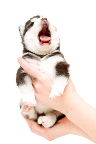 可敬的西伯利亚哈士奇犬 手握白色背景的小狗 — 图库照片