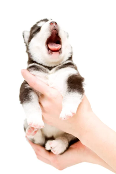 Adorable Cachorro Husky Siberiano Manos Sobre Fondo Blanco — Foto de Stock