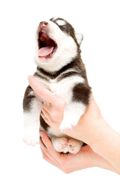 Sevimli Sibirya Husky Köpeği Beyaz Arka Planda — Stok fotoğraf