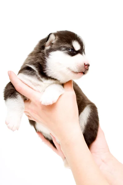 Adorable Cachorro Husky Siberiano Manos Sobre Fondo Blanco — Foto de Stock
