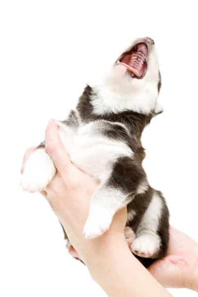 Adorable Chiot Husky Sibérien Dans Les Mains Sur Fond Blanc — Photo