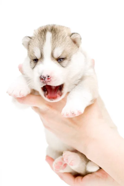 Adorável Siberian Husky Filhote Cachorro Mãos Sobre Fundo Branco — Fotografia de Stock