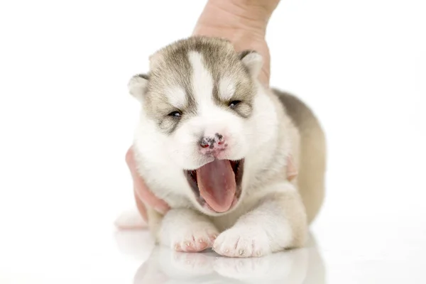 Adorable Siberian Husky Puppy White Background — Stock Photo, Image