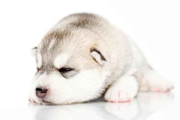 กไซบ Husky ขบนพ นหล ขาว — ภาพถ่ายสต็อก