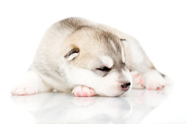 Adorable Chiot Husky Sibérien Sur Fond Blanc — Photo