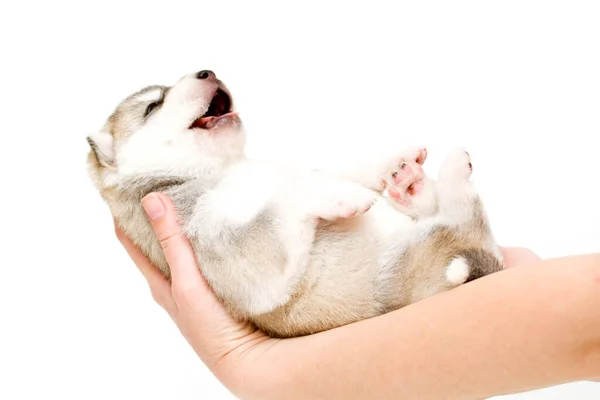 Schattige Siberische Husky Puppy Handen Witte Achtergrond — Stockfoto