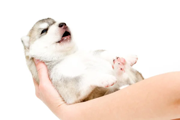 Adorable Cachorro Husky Siberiano Manos Sobre Fondo Blanco — Foto de Stock